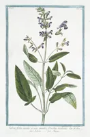 Picture 231 of 713 from Hortus Romanus plantaru (1772), leaf 231