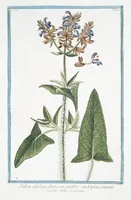 Picture 232 of 713 from Hortus Romanus plantaru (1772), leaf 232