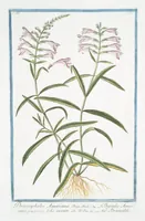 Picture 233 of 713 from Hortus Romanus plantaru (1772), leaf 233