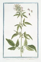 An illustration from Hortus Romanus plantaru (1772)