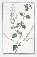 An illustration from Hortus Romanus plantaru (1772)