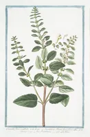 An illustration from Hortus Romanus plantaru (1772)