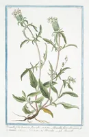Picture 238 of 713 from Hortus Romanus plantaru (1772), leaf 238