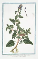 Picture 239 of 713 from Hortus Romanus plantaru (1772), leaf 239
