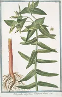 Picture 24 of 713 from Hortus Romanus plantaru (1772), leaf 24