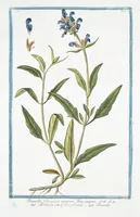 Picture 240 of 713 from Hortus Romanus plantaru (1772), leaf 240