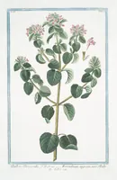 An illustration from Hortus Romanus plantaru (1772)