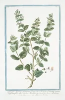 An illustration from Hortus Romanus plantaru (1772)