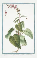 An illustration from Hortus Romanus plantaru (1772)