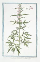 An illustration from Hortus Romanus plantaru (1772)