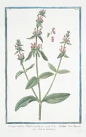 Picture 247 of 713 from Hortus Romanus plantaru (1772), leaf 247