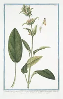Picture 248 of 713 from Hortus Romanus plantaru (1772), leaf 248