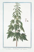 Picture 249 of 713 from Hortus Romanus plantaru (1772), leaf 249