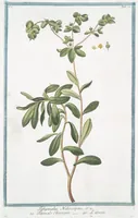 An illustration from Hortus Romanus plantaru (1772)