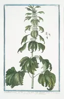 Picture 250 of 713 from Hortus Romanus plantaru (1772), leaf 250