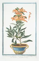 Picture 251 of 713 from Hortus Romanus plantaru (1772), leaf 251