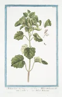 Picture 252 of 713 from Hortus Romanus plantaru (1772), leaf 252