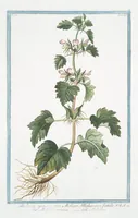 Picture 253 of 713 from Hortus Romanus plantaru (1772), leaf 253