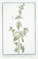 Picture 254 of 713 from Hortus Romanus plantaru (1772), leaf 254