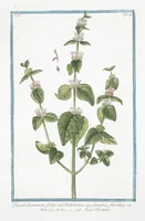Picture 255 of 713 from Hortus Romanus plantaru (1772), leaf 255