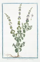 Picture 256 of 713 from Hortus Romanus plantaru (1772), leaf 256