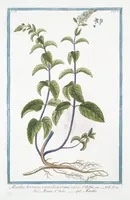 An illustration from Hortus Romanus plantaru (1772)