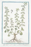 An illustration from Hortus Romanus plantaru (1772)