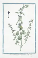Picture 259 of 713 from Hortus Romanus plantaru (1772), leaf 259