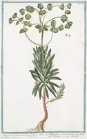 An illustration from Hortus Romanus plantaru (1772)