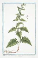 Picture 260 of 713 from Hortus Romanus plantaru (1772), leaf 260