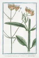 An illustration from Hortus Romanus plantaru (1772)