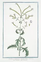 Picture 263 of 713 from Hortus Romanus plantaru (1772), leaf 263