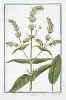 An illustration from Hortus Romanus plantaru (1772)