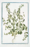 An illustration from Hortus Romanus plantaru (1772)