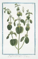 Picture 266 of 713 from Hortus Romanus plantaru (1772), leaf 266