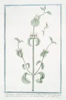 An illustration from Hortus Romanus plantaru (1772)