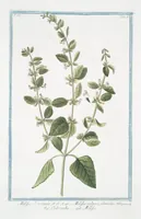 An illustration from Hortus Romanus plantaru (1772)