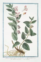 Picture 269 of 713 from Hortus Romanus plantaru (1772), leaf 269