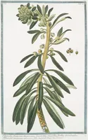 An illustration from Hortus Romanus plantaru (1772)