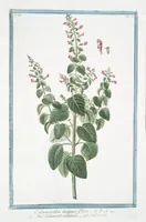 Picture 270 of 713 from Hortus Romanus plantaru (1772), leaf 270