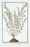 An illustration from Hortus Romanus plantaru (1772)