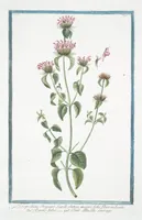 An illustration from Hortus Romanus plantaru (1772)