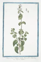 Picture 273 of 713 from Hortus Romanus plantaru (1772), leaf 273