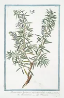 An illustration from Hortus Romanus plantaru (1772)