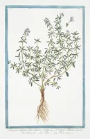 Picture 275 of 713 from Hortus Romanus plantaru (1772), leaf 275