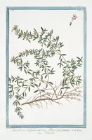 Picture 276 of 713 from Hortus Romanus plantaru (1772), leaf 276