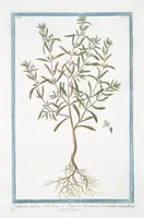 Picture 277 of 713 from Hortus Romanus plantaru (1772), leaf 277
