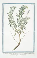 An illustration from Hortus Romanus plantaru (1772)