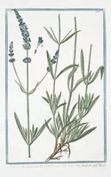 Picture 279 of 713 from Hortus Romanus plantaru (1772), leaf 279