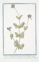 An illustration from Hortus Romanus plantaru (1772)